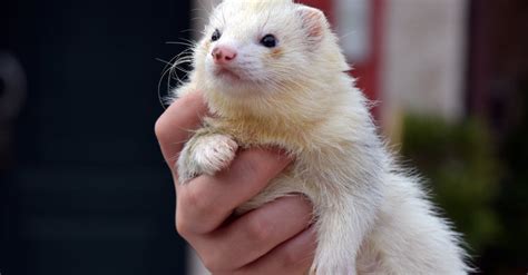 Person Holding Ferret · Free Stock Photo