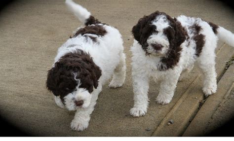 Lagotto romagnolo puppies available for sale in united states from top breeders and individuals. Lagotto Romagnolo Puppies For Sale | Bloomfield Avenue, CT ...