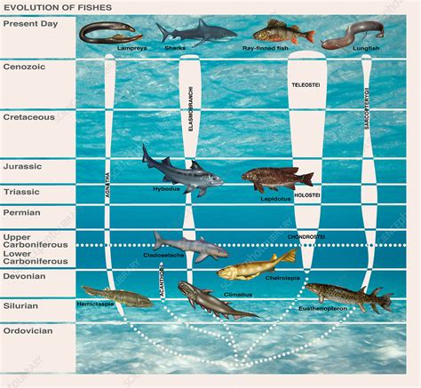 Evolution Of Fishes Illustration Stock Image F0317104 Science