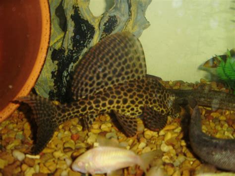 How To Breed Plecostomus Plecostomus Fish Breeding Pleco Fish