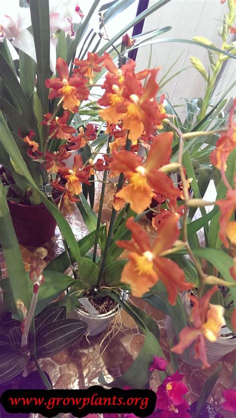 Among them, popular hybrids include 'sweet sugar', jiuhbao gold. Dancing lady orchid - How to grow & care