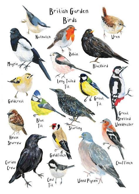 British Garden Birds Art Print A Print Wildlife Print Bird Etsy