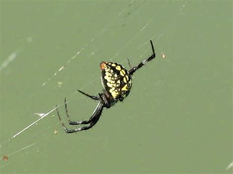 Yellow Garden Spider Texas Orb Weaver Spider Wikipedia I Remember