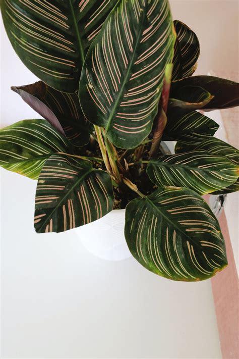 How To Care For Calathea Plants Beans To Brewers
