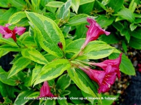French Lace Weigela French Lace Lace Plants