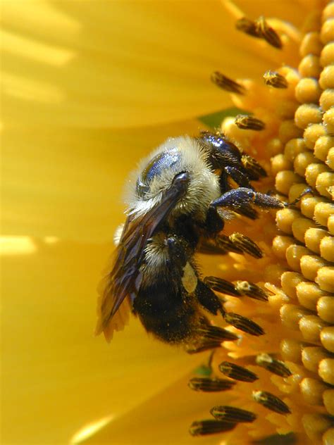 Bee Mckee Beshers Wma Yakfur Flickr