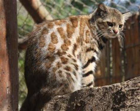 Leopardus is a genus comprising eight species of small cats native to the americas. ZootierlisteHomepage