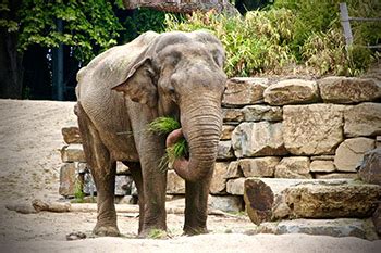 Include (or exclude) self posts. 上野動物園の象が妊娠 128年の歴史で初 | デイリー新潮