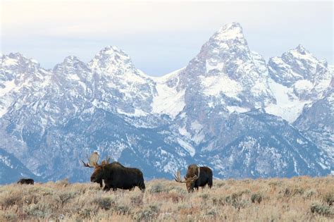 7 Ways To Explore Nature In Jackson Hole Wyoming Fodors Travel Guide