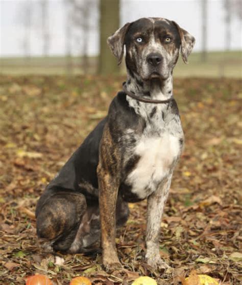 Catahoula Leopard Dog Breed Information Images Characteristics Health