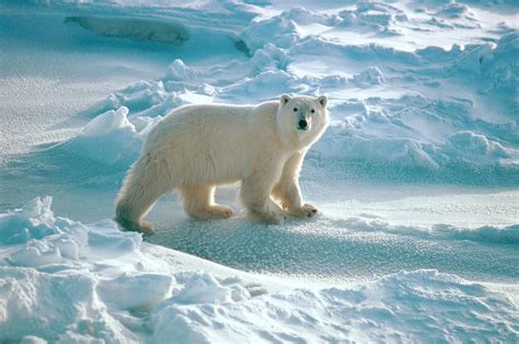Polar Bear Ursus Maritimus Yearling Photograph By Dan Guravich Fine