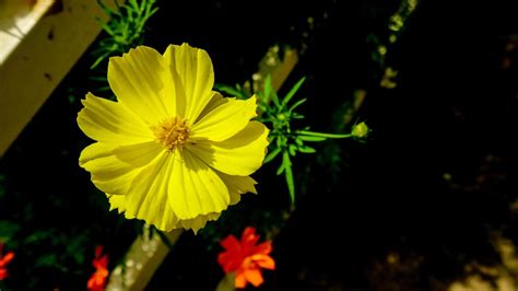 The Beautiful And Amazing Sulfur Cosmos Flower 15745385 Stock Photo At