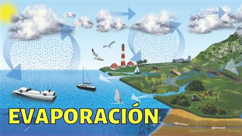 La EvaporaciÓn Explicada Método De Separación Vaporización Ciclo Del