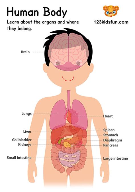 Human Body Systems For Kids Free Printables Homeschooling 123 Kids