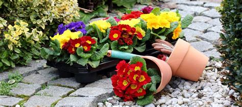 . the cultivation of fruits and gardens. Masterstudium Gartenbau