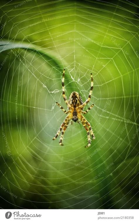 Itzibitzi Spider Nature A Royalty Free Stock Photo From Photocase