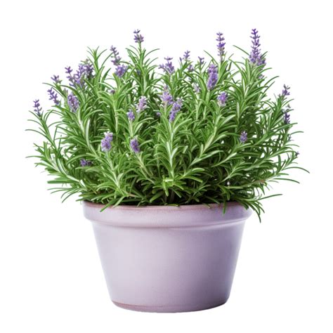 Ai Generative Rosemary Plants Purple Flowers In Pots Transparent