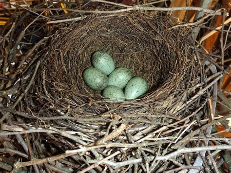 The Blue Jay Nest Blue Jay Nesting Habits Daily Birder