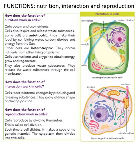 Natural Science 6º Ceip Camposoto Cells Nutrition Interaction And
