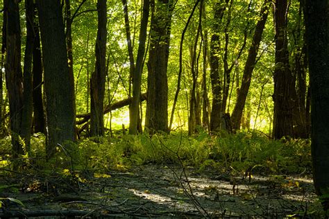 Forest Landscape Free Stock Photo Public Domain Pictures