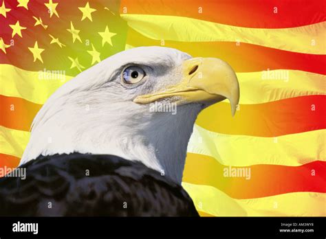 Bald Eagle With The American Flag Hi Res Stock Photography And Images