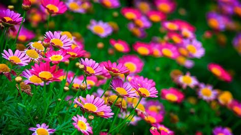 Most Beautiful Flowers Wallpapers On Wallpaperdog