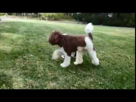Adopted this guy is absoultely adorable, a very confident puppy, already showing an interest in water and retrieving. Miniature Labradoodle Puppies For Adoption - YouTube