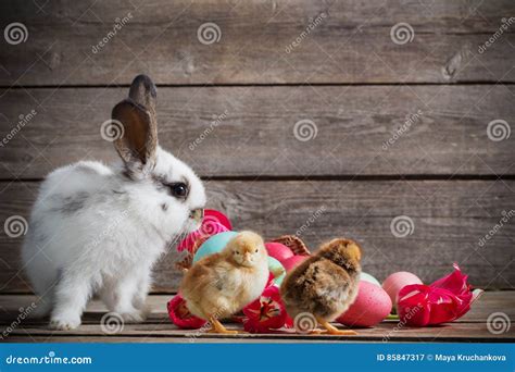 Chicken And Rabbit With Easter Eggs Stock Image Image Of Small