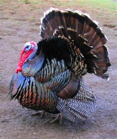 Mar 25, 2020 · a female turkey is called a hen, while a male turkey is referred to as a tom or a gobbler. File:Male north american turkey supersaturated.jpg ...