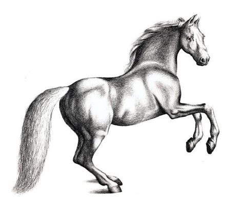 25 Easy Horse Drawing Ideas How To Draw A Horse Blitsy