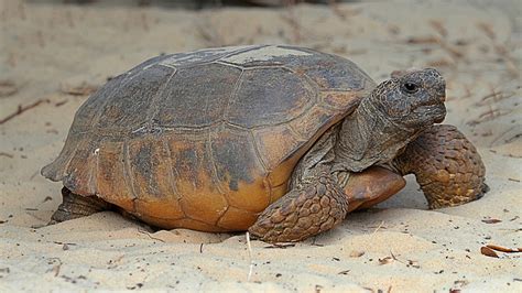 Massive Gopher Tortoise In Florida May Be ‘largest On Record In State