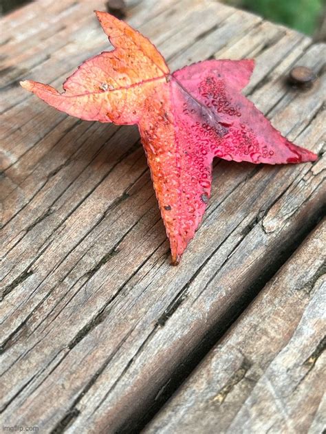 Pretty Maple Leaf Imgflip