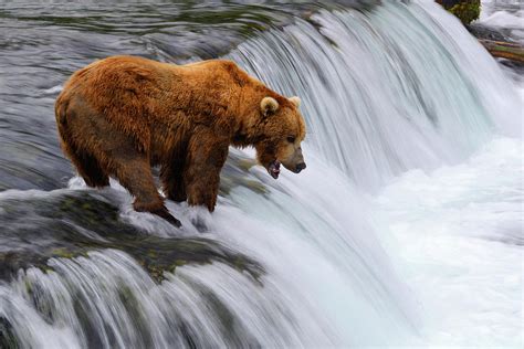 Brown Bear At Brooks Falls By Naphat Photography