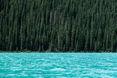 Hd Wallpaper Lake Beside Green Pine Trees Body Of Water Near Island