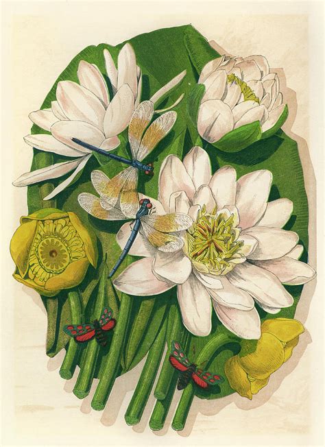 Water Lilies Date 1867 Drawing By Mary Evans Picture Library
