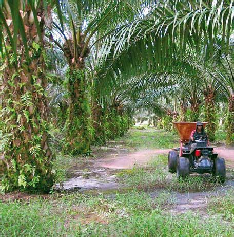 The company is engaged in the cultivation of oil palms and the operations of palm oil mills. Sarawak Oil Palms embarks on new initiatives, seeks ...