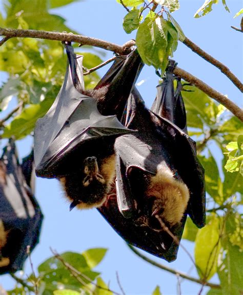 Spectacled Flying Fox Iconic Australian Fauna In Far North Queensland