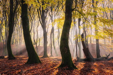 Sun Rays Peaking Through The Trees On A Beautiful Autumn Morning In The