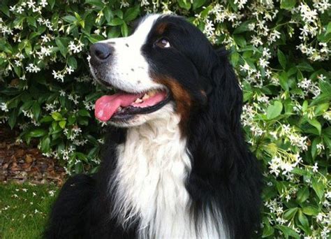 Alimentare il cucciolo in modo adeguato significa porre le basi per la sua salute futura. Bovaro del Bernese: carattere e prezzo - Idee Green
