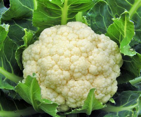 Harvesting Cauliflower 6 Essential Tips