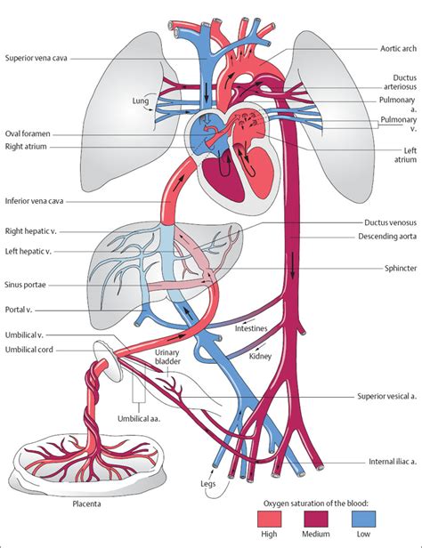 Vascular Supply Of The Uteroplacentofetal Unit And Techniques For The