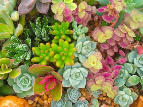 This succulent variety is a type of cactus. Understanding Succulent Plant Names | World of Succulents