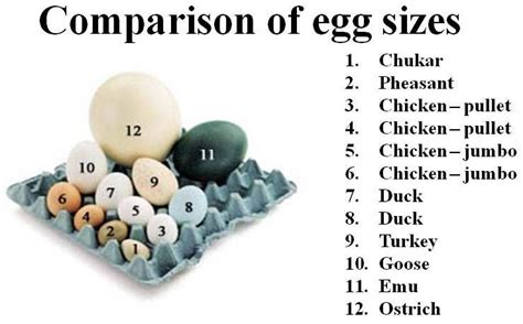 Examples Of Eggs Of Different Sizes Food Animals Food Science Eggs
