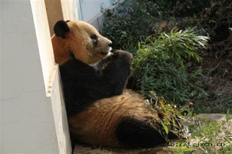 Zoo Dwelling Panda Turns Yellow Bums Out Visitors And Enrages Internet