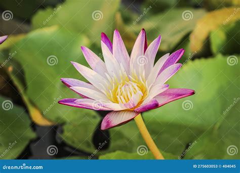 Red Water Lily Nymphaea Rubra Stock Image Image Of Flower Spring