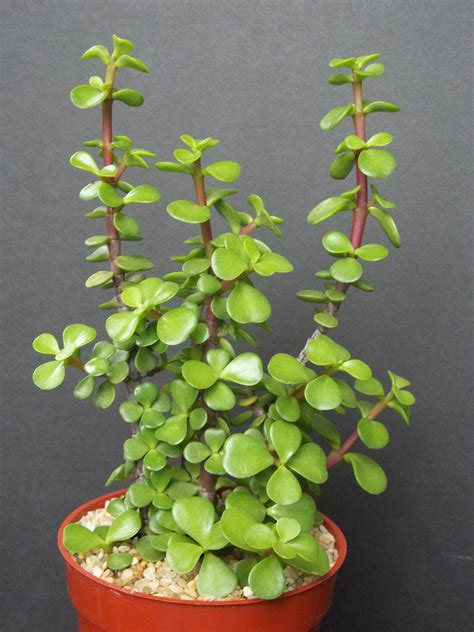 Bonsai is a japanese version of the original traditional chinese art penjing or penzai. PORTUCALARIA AFFRA Green rare elephant bush mini jade tree ...