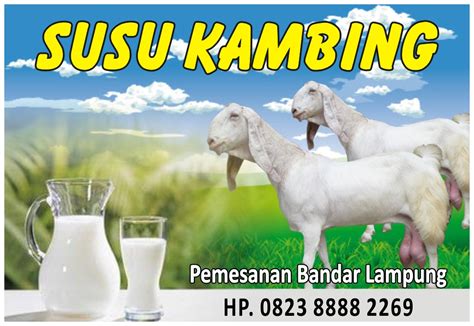 Susu kambing sangat baik untuk anak kucing. Bank Susu Kambing: Susu Kambing Lebih Mudah Dicerna Bayi