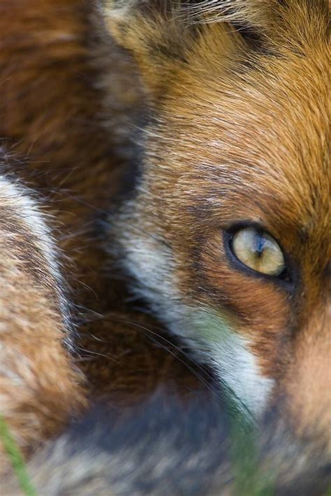 Into The Eyes Of The Fox Fox Eyes Animals Beautiful Fox