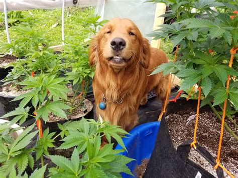 14,853 open jobs for assistant branch manager. Assistant Branch Manager Also approves of the progress ...