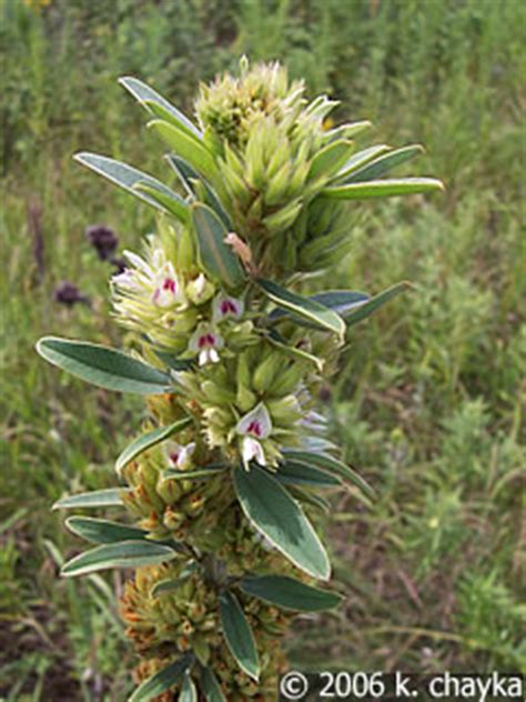 Upland game birds consume the seeds. Lespedeza capitata (Round-headed Bush Clover): Minnesota ...
